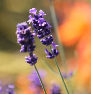 lavanda