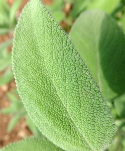 salvia